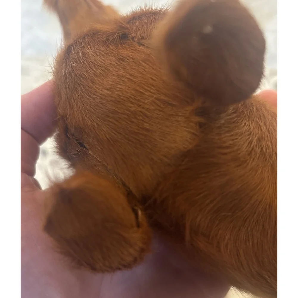 Vintage Real Fur Dog Miniature DACHSHUND Life like Soft Red collectible